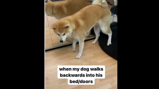 Haku the Akita Inu dog is seen walking backwards through doors and to his bed.(instagram/@pickyprince_haku)