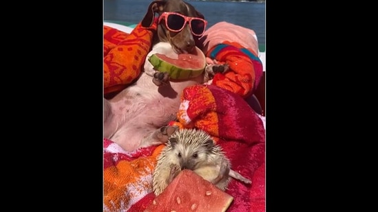 The dachshund and a hedgehog friend enjoy some watermelon while floating around in a pool.(instagram/@mylesandwillows)