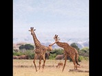 Giraffes in Tsavo kick each other during a heated fight.(instagram/@sheldricktrust) Giraffes in Tsavo kick each other during a heated fight.(instagram/@sheldricktrust)