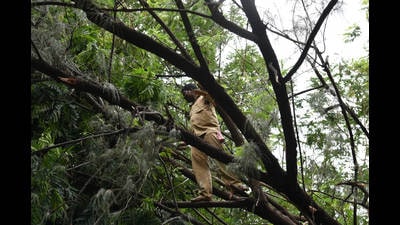A civic staff official trimming trees in Vashi. Navi Mumbai civic body acquires new ladder platform vehicles to trim branches up to 23m high. (BACHCHAN KUMAR/HT FILE PHOTO)