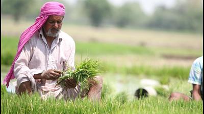 Basmati is the best bet for diversification in Punjab as it consumes half the water required to grow parmal varieties. (HT File Photo) Basmati is the best bet for diversification in Punjab as it consumes half the water required to grow parmal varieties. (HT File Photo)