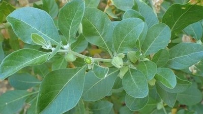 Ashwagandha: The berries, leaves, and roots of this short herb have versatile medicinal values. It makes for an excellent antioxidant that helps your body fight free radicals and oxidative stress. It helps improve testosterone levels in men that are depleting as they age. Being adaptogenic in nature, it helps the body cope with the stress of modern lifestyles. (Instagram) Ashwagandha: The berries, leaves, and roots of this short herb have versatile medicinal values. It makes for an excellent antioxidant that helps your body fight free radicals and oxidative stress. It helps improve testosterone levels in men that are depleting as they age. Being adaptogenic in nature, it helps the body cope with the stress of modern lifestyles. (Instagram)