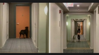 Dogs Shadow and Lupa are best friends and are very excited for their playdate. (tiktok/@shadow2therescue) Dogs Shadow and Lupa are best friends and are very excited for their playdate. (tiktok/@shadow2therescue)