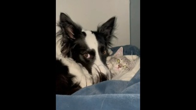 The border collie dog and her baby kitten during playtime. (reddit/@SokkieTheSkelly) The border collie dog and her baby kitten during playtime. (reddit/@SokkieTheSkelly)