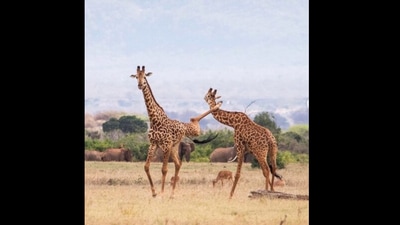 Giraffes in Tsavo kick each other during a heated fight. (instagram/@sheldricktrust) Giraffes in Tsavo kick each other during a heated fight. (instagram/@sheldricktrust)