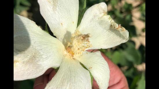 Pink bollworm has damaged cotton crop in South Punjab districts.