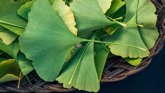 Ginkgo Biloba: One of the oldest trees in the world, the flavonoids in Ginkgo act as antioxidants and improve blood flow. It is known to help improve memory and concentration.(Instagram)