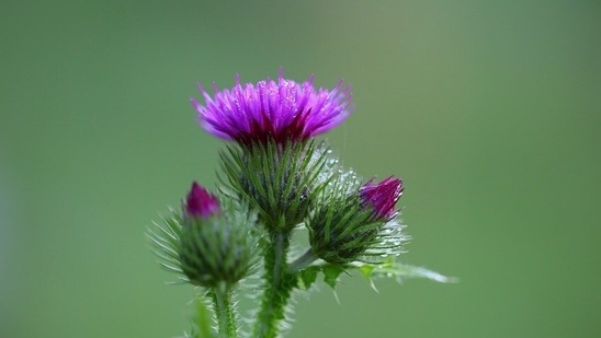 Milk Thistle: Milk thistle is a plant that supports overall liver health. While different parts of the plant may be used to treat various health conditions, the seeds are the ones that have a protective effect on the liver and help prevent the absorption of substances that damage it. Milk Thistle seeds contain a bioflavonoid complex known as silymarin. It can help treat cirrhosis, jaundice, hepatitis gallbladder disorders, protecting heart health by lowering cholesterol levels and helping people manage type 2 diabetes.(Pixabay)