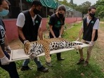 A sedated jaguar is carried to an operating room to undergo an artificial insemination procedure at the Mata Ciliar Association conservation center, in Jundiai on Oct. 28, 2021. (AP) A sedated jaguar is carried to an operating room to undergo an artificial insemination procedure at the Mata Ciliar Association conservation center, in Jundiai on Oct. 28, 2021. (AP)