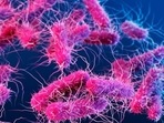 Donovanosis is caused by the bacterium klebsiella granulomatis(Alissa Eckert/Science Photo Library/imago images) Donovanosis is caused by the bacterium klebsiella granulomatis(Alissa Eckert/Science Photo Library/imago images)