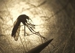 Zika virus is transmitted through the bite of an infected Aedes species mosquito, the same species responsible for spreading diseases like dengue and chikungunya. Zika virus is transmitted through the bite of an infected Aedes species mosquito, the same species responsible for spreading diseases like dengue and chikungunya.