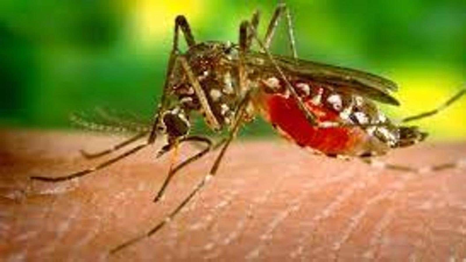 Three more Zika virus cases in Kanpur, two of them IAF personnel