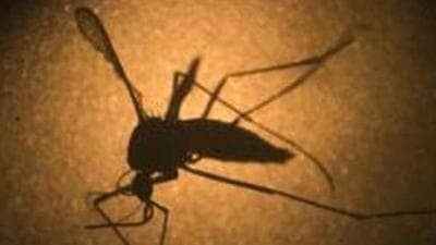 The new cases have come a week after the first case of zika virus in Uttar Pradesh was reported in Kanpur on October 23. (AP) The new cases have come a week after the first case of zika virus in Uttar Pradesh was reported in Kanpur on October 23. (AP)