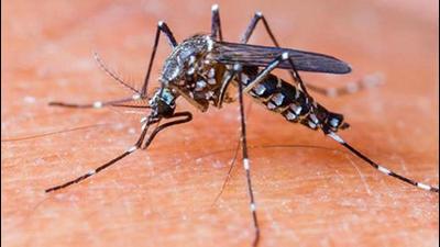Of the fresh dengue cases in Chandigarh, the maximum came from Manimajra, Burail and Daria, while the rest were from other rural and urban areas. (HT File)