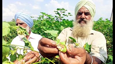  Farmers show pink bollworm on cotton crop at Jagaram Tirath village in Talwandi Sabo, Bathinda,Punjab. (Sanjeev Kumar/HT) Farmers show pink bollworm on cotton crop at Jagaram Tirath village in Talwandi Sabo, Bathinda,Punjab. (Sanjeev Kumar/HT)
