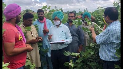 Bathinda is the worst-hit district where almost the entire area of 2.43 lakh acres, the largest cotton-producing district, witnessed damage to the tune of 76-100% of the cotton produce. Bathinda is the worst-hit district where almost the entire area of 2.43 lakh acres, the largest cotton-producing district, witnessed damage to the tune of 76-100% of the cotton produce.