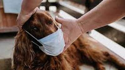 The North Delhi Municipal Corporation inaugurated Delhi’s first pet dog park in Old Rajendra Nagar. (Representative photo)