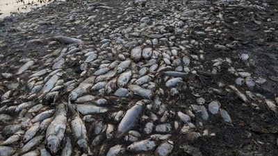 Thousands of dead fish were found in Seppa in Arunachal Pradesh on Friday. (Representative Photo/AP) Thousands of dead fish were found in Seppa in Arunachal Pradesh on Friday. (Representative Photo/AP)