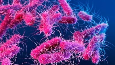 Donovanosis is caused by the bacterium klebsiella granulomatis (Alissa Eckert/Science Photo Library/imago images) Donovanosis is caused by the bacterium klebsiella granulomatis (Alissa Eckert/Science Photo Library/imago images)