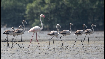 Flamingoes are regular visitors to the wetlands of Navi Mumbai. Plea to brand Navi Mumbai as Flamingo City catches CM Thackeray’s attention. (HT FILE PHOTO) Flamingoes are regular visitors to the wetlands of Navi Mumbai. Plea to brand Navi Mumbai as Flamingo City catches CM Thackeray’s attention. (HT FILE PHOTO)
