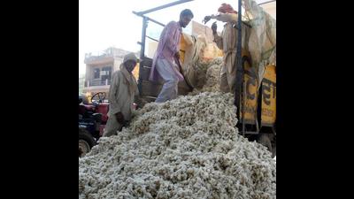Growers bringing the cotton crop to the market in Bathinda recently. Cotton crop has been hit by the pink bollworm pest attack. (HT file photo)