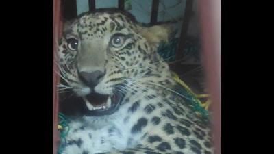 The leopard is now wandering freely in the Dhar forest block of Pathankot due to an extraordinary joint rescue effort undertaken by teams of the Pathankot and Phillaur wildlife divisions on October 24. (PHOTO: RAJESH MAHAJAN) The leopard is now wandering freely in the Dhar forest block of Pathankot due to an extraordinary joint rescue effort undertaken by teams of the Pathankot and Phillaur wildlife divisions on October 24. (PHOTO: RAJESH MAHAJAN)
