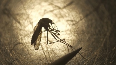 Zika virus is transmitted through the bite of an infected Aedes species mosquito, the same species responsible for spreading diseases like dengue and chikungunya. (HT File) Zika virus is transmitted through the bite of an infected Aedes species mosquito, the same species responsible for spreading diseases like dengue and chikungunya. (HT File)