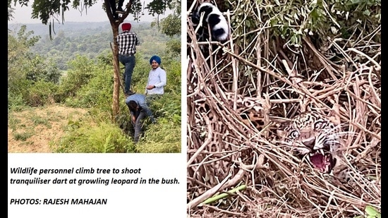 The Pathankot rescue and release took 13.5 hours and was conducted in adverse hilly terrain, amid unseasonal, inclement weather. (Representative Image/HT File) The Pathankot rescue and release took 13.5 hours and was conducted in adverse hilly terrain, amid unseasonal, inclement weather. (Representative Image/HT File)