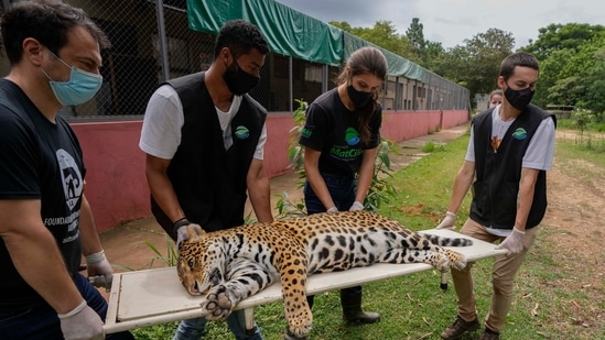 A sedated jaguar is carried to an operating room to undergo an artificial insemination procedure at the Mata Ciliar Association conservation center, in Jundiai on Oct. 28, 2021.&nbsp;(AP)
