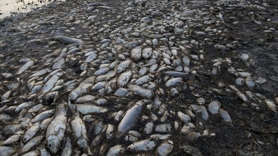 Thousands of dead fish were found in Seppa in Arunachal Pradesh on Friday.(Representative Photo/AP)