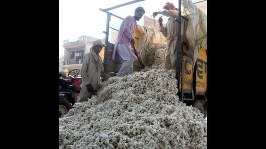 Growers bringing the cotton crop to the market in Bathinda recently. Cotton crop has been hit by the pink bollworm pest attack. (HT file photo)
