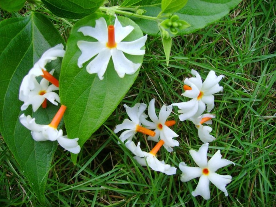 Parijaat or Harsingar has many health benefits (Pinterest) Parijaat or Harsingar has many health benefits (Pinterest)