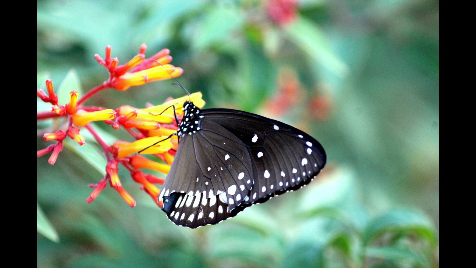 Butterfly festival is a celebration of all that is beautiful ...