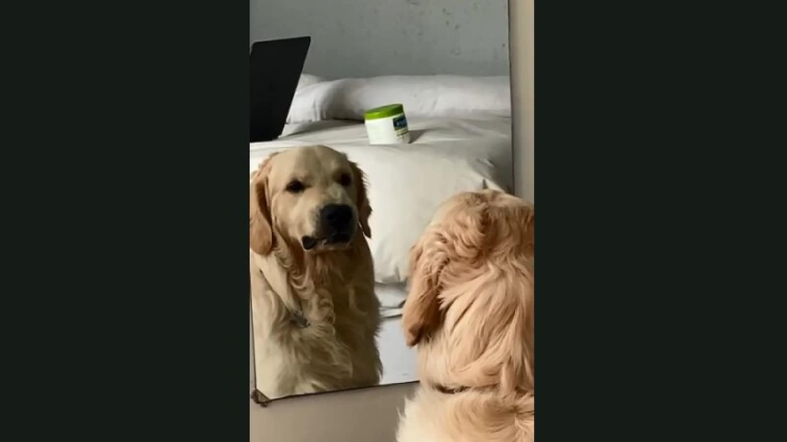 Dog practices 'mean face' expression while looking at a mirror. Watch