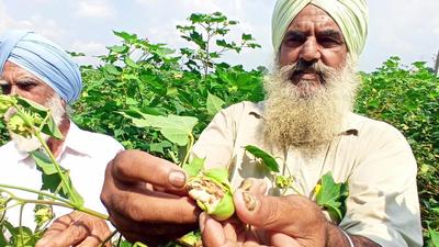 ​​​AAP demanded a cotton compensation of  ₹30,000 to  ₹60,000 per acre for Punjab farmers whose crop has been damaged by pink bollworm infestation. (HT photo)