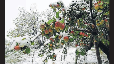 The untimely snow in the third week, especially in the upper reaches of Kulgam and Shopian in Kashmir, damaged apple orchards. (HT photo) The untimely snow in the third week, especially in the upper reaches of Kulgam and Shopian in Kashmir, damaged apple orchards. (HT photo)