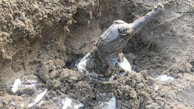 TheKatarniyaghat Wildlife Sanctuary is set to reopen on November 15. File photo of a newborn ghariyal emerging out of its egg along the banks of Geruwa river in the sanctuary, close to the Nepal border. (HT FILE PHOTO)