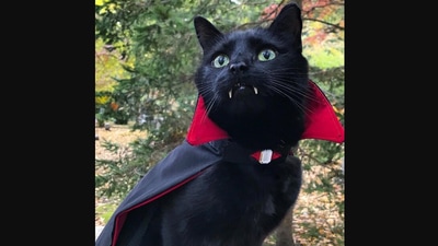 The image shows a cute cat named Monk. (Instagram/@monkandbean)