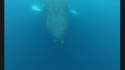 The image is taken from the video of the humpback whale. (Jukin Media)