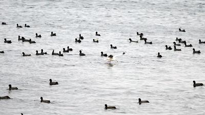 A flock of migratory birds at Harike wetlands on the border of Ferozepur and Tarn Taran districts in Punjab. Promoting tourism in Punjab was the key motive of the scheme. (Sanjeev Kumar/HT) A flock of migratory birds at Harike wetlands on the border of Ferozepur and Tarn Taran districts in Punjab. Promoting tourism in Punjab was the key motive of the scheme. (Sanjeev Kumar/HT)