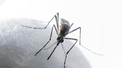 With this, the total count of confirmed dengue cases in Ludhiana district has reached 1,228. (Representative photo)