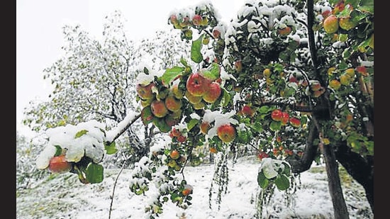 The untimely snow in the third week, especially in the upper reaches of Kulgam and Shopian in Kashmir, damaged apple orchards. (HT photo)