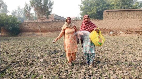 Escalating global prices and a supply-chain squeeze have hit the availability of fertilizers, threatening the oncoming winter-sown or rabi farming season. (HT file photo)