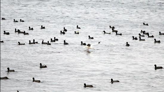 A flock of migratory birds at Harike wetlands on the border of Ferozepur and Tarn Taran districts in Punjab. Promoting tourism in Punjab was the key motive of the scheme. (Sanjeev Kumar/HT)