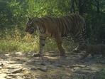 Camera traps at the forest captured the images of the tigress with her cubs onSaturday (Rajasthan Forest Department)