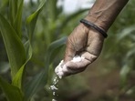 Mandaviya held a meeting with officials of the department of fertilisers to review the availability of fertilisers across the country.(Representative Photo) Mandaviya held a meeting with officials of the department of fertilisers to review the availability of fertilisers across the country.(Representative Photo)