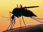 Indonesian researchers breed 'good' mosquitoes to combat dengue (Picture for representation) Indonesian researchers breed 'good' mosquitoes to combat dengue (Picture for representation)