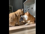 Sofia the cat and Mika the dog bond with each other on Instagram.(instagram/@mikushka2017) Sofia the cat and Mika the dog bond with each other on Instagram.(instagram/@mikushka2017)