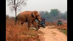 A representational image. A 45-year-old woman was killed by a herd of elephants when she went to a forest to get grass to feed her cattle on Sunday evening in Uttarakhand’s Haldwani. (HT photo/File)
