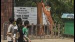 Authorities said the zoo’s two Royal Bengal tigers – Shakti and Karishma – were the main attractions on Monday, followed by the two Humboldt penguin chicks. (Pratik Chorge/HT PHOTO) Authorities said the zoo’s two Royal Bengal tigers – Shakti and Karishma – were the main attractions on Monday, followed by the two Humboldt penguin chicks. (Pratik Chorge/HT PHOTO)